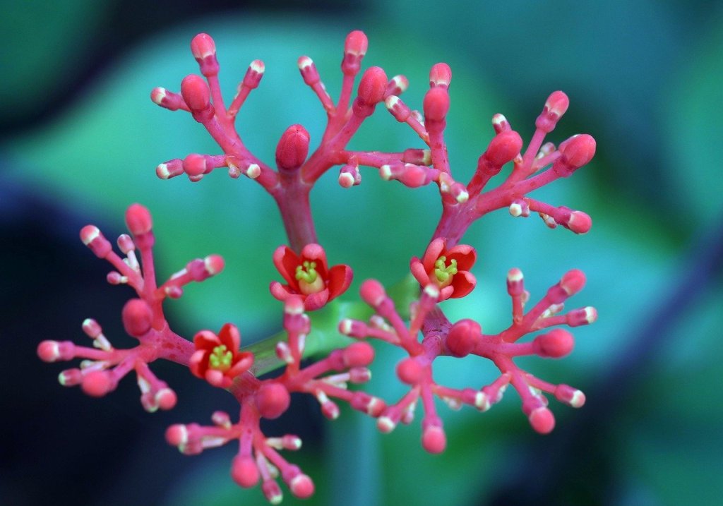 Jatropha-Verarbeitungsprozess